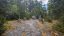 Pine Mountain