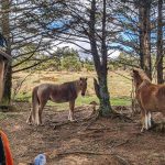 At 2024 – Jour 43 – Grayson Highlands State Park