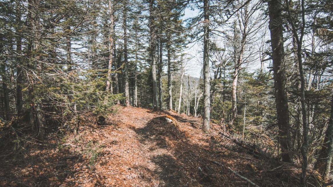 Pic Johannsen