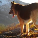 ADK-9 Challenge
