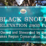 Black Snout